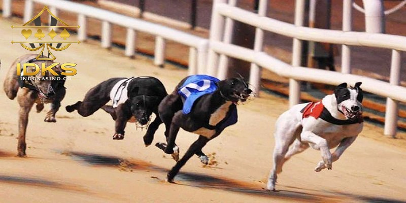 Greyhound Racing menjadi olahraga populer di kasino online