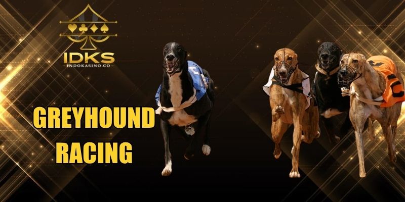 Greyhound Racing