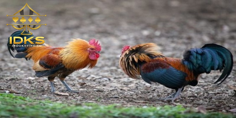 Ayam saigon memiliki karakteristik berbeda
